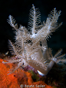 coral macro , taken with canon G10 and UCL 165 by Beate Seiler 